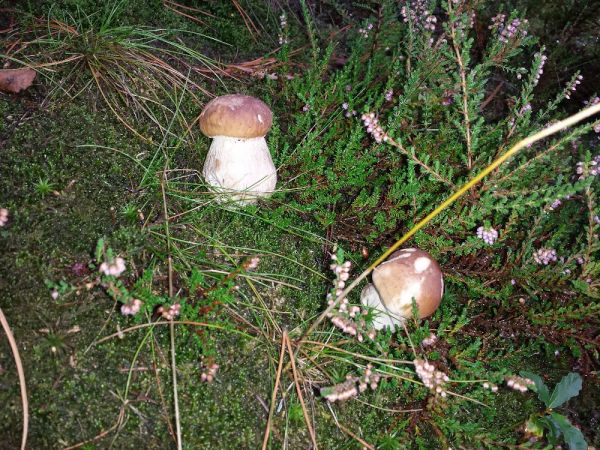 ...mit etwas Glück - Steinpilze im Garten 
