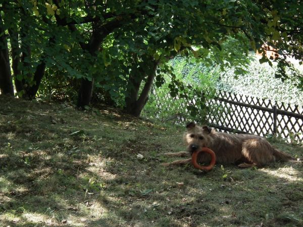 ...mit viel Grund für Hund
